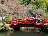 A Cherry Blossom Stroll You’ll Love
