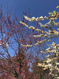 Cherry Blossom Magic in Taichung — Spring in Full Bloom