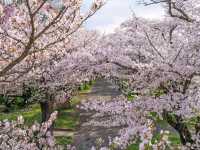 Cherry Blossom Tunnel Dreams