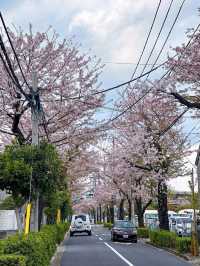 Discover the Pulse of Japan