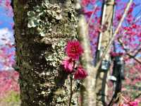 Mountains, Blossoms & Tranquility — Spring at Qin’ai Village