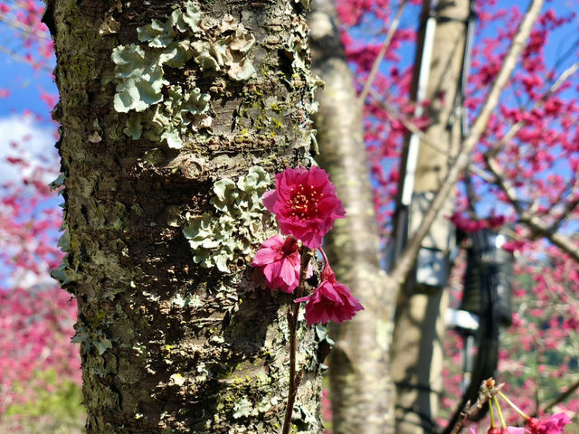 Mountains, Blossoms & Tranquility — Spring at Qin’ai Village