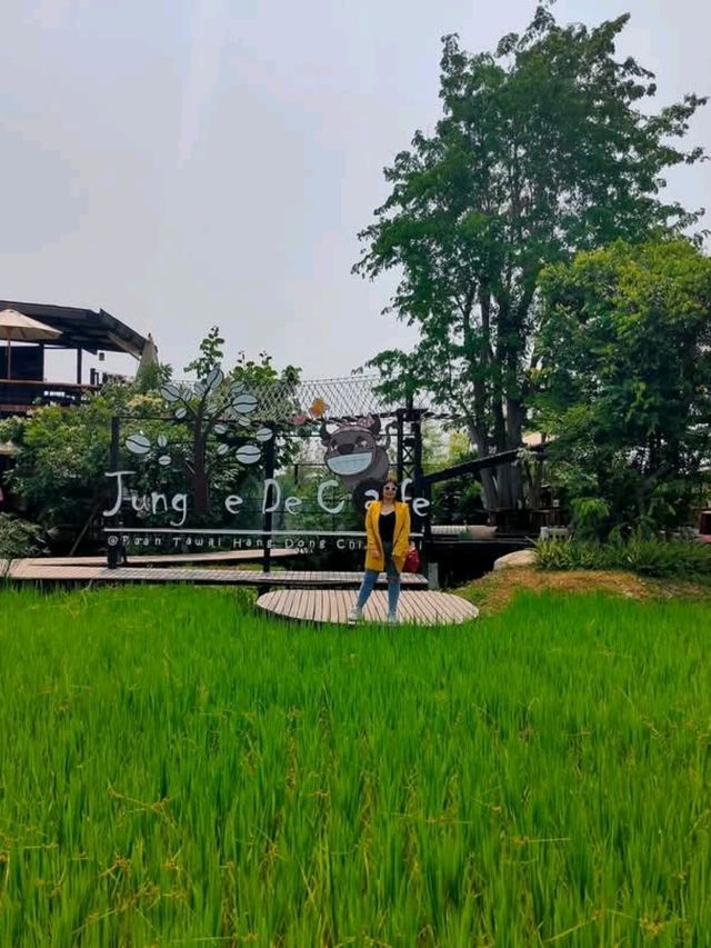 jungle de cafe เชียงใหม่ สาขาบ้านถวาย