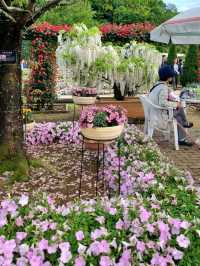 CHILLING WITH COLOURFUL BLOOMS ALL AROUND - CAN'T COMPLAIN 