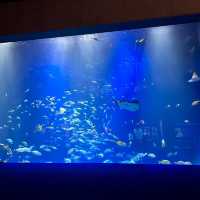日本四國水族館🤍 | 夢幻海洋世界+獨家珍珠手作體驗！🌊🐬