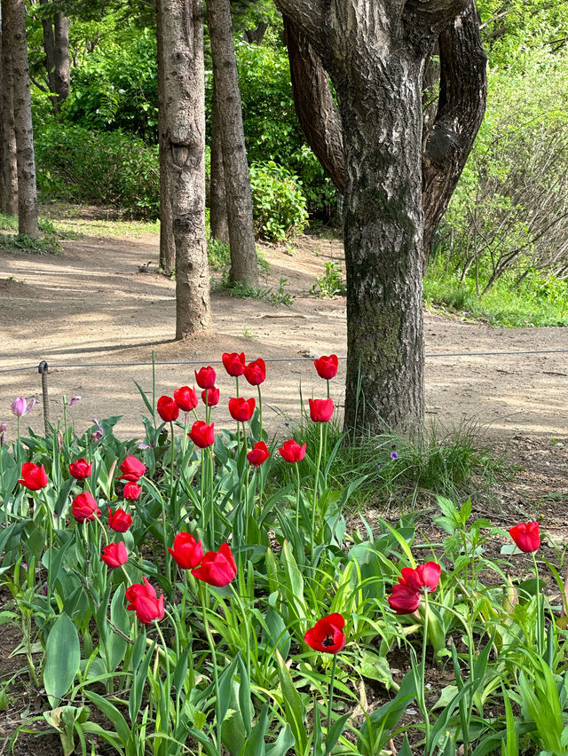Exploring Seoul Forest 🌳🌿🌴🌱🦌: A Green Oasis in the City