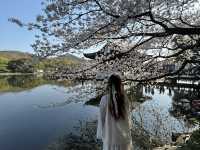 Cherry blossoms in Hangzhou (2025.03.26) 