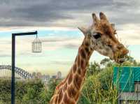 A Wild Day Out with the Kids: Taronga Zoo’s Best Views and Creatures