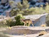 Hiking Among the Joshua Trees