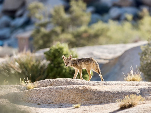 Hiking Among the Joshua Trees