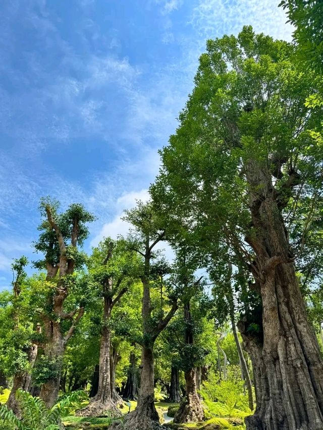Changthong Heritage Park – Nature, Culture & Serenity Combined