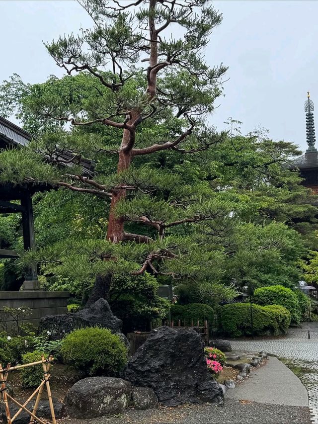 Springtime Good Luck at Cat Temple