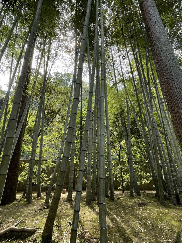 京都に来たら絶対行きたい！豊かな自然と文化財産が見られる歴史ある美しいスポット☺️🌿