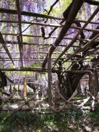【行く前にこれ見て】樹齢1200年の藤が織りなす神秘的な世界💜✨※観光攻略情報付き