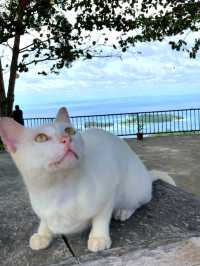 A Simple Day at Samal Island's Viewpoint