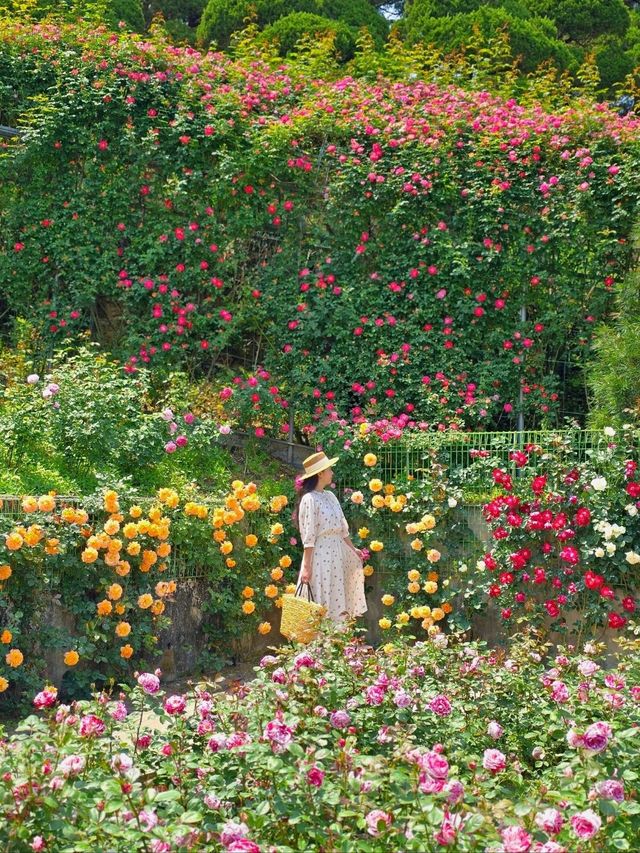 장미폭포를 만날수 있는 로맨틱 로즈가든 파티🌹