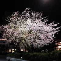 Sakura Reflections in Ouchi-juku: Edo-Era Nostalgia in Bloom