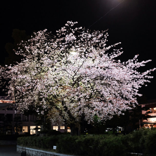Sakura Reflections in Ouchi-juku: Edo-Era Nostalgia in Bloom