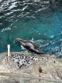 N訪花蓮遠雄海洋公園 東部最佳親子景點