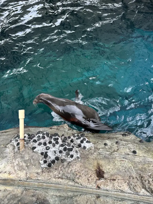 N訪花蓮遠雄海洋公園 東部最佳親子景點