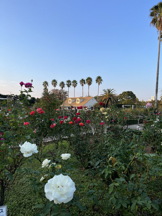 🌹【千葉・習志野 谷津バラ園】色と香りに包まれる、心ほぐれる初夏のひととき 
