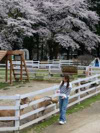 日本親子遊🇯🇵東京近郊，放羊體驗，千本松牧場🐴🐰🐄🐃🐑