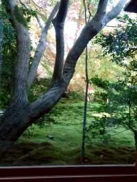 【京都】期間限定　瑠璃光院