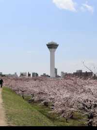 🎯【北海道・五稜郭公園】星型要塞の歴史と桜が彩る、函館の絶景スポット