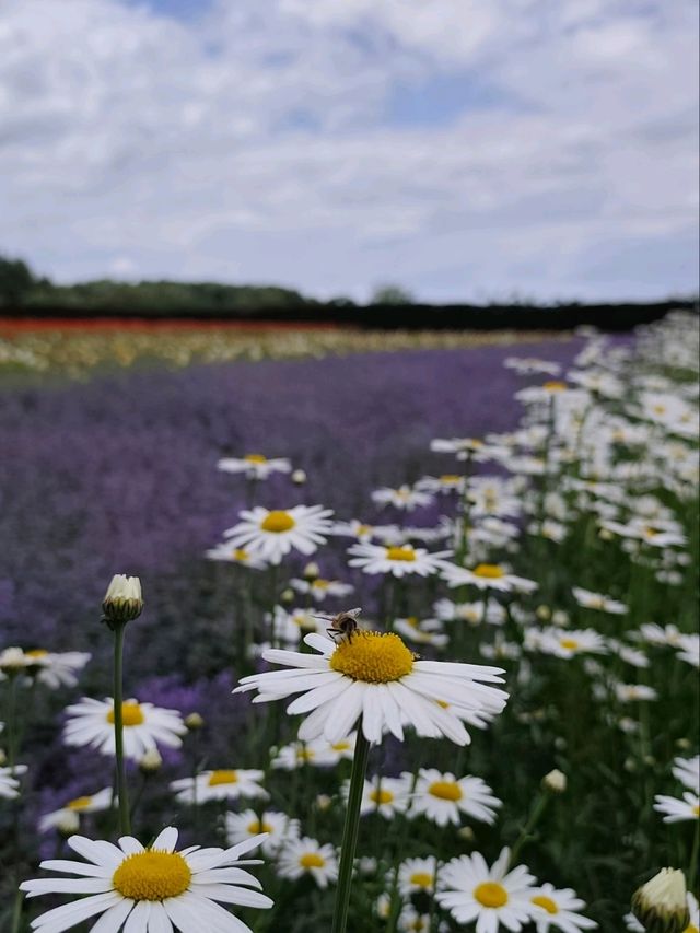Junee Green Hokkaido 