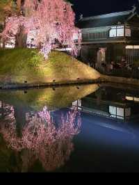 🎯【青森・弘前城】日本一美しい桜とお城のコントラストに感動