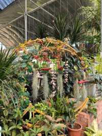 Budget Stroll Among Hanging Gardens and Bonsai