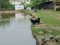 สถานที่ฮีลใจในบางไผ่ นนบุรี ตกปลาได้ ทานอาหารก็ดี
