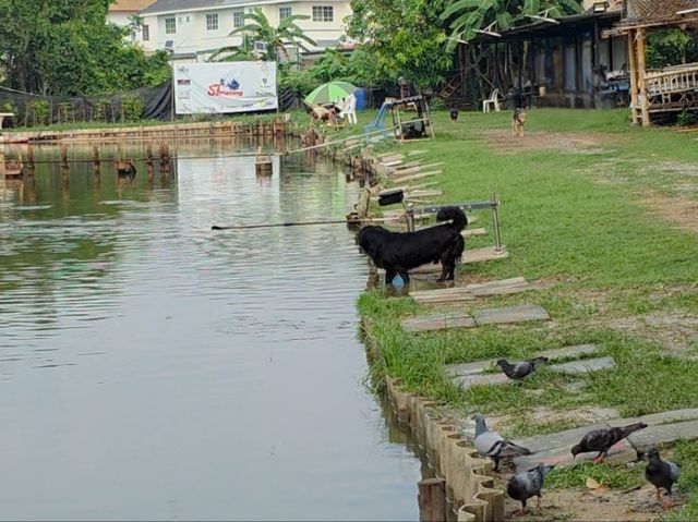 สถานที่ฮีลใจในบางไผ่ นนบุรี ตกปลาได้ ทานอาหารก็ดี