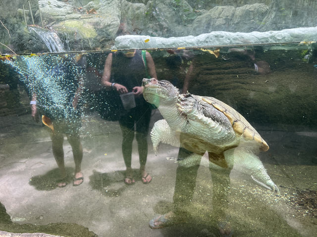 Farm In The City KL – A Fun and Hands-On Experience for the Whole Family