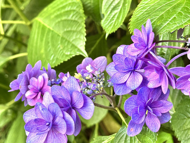 鎌倉花季～長谷寺紫陽花路