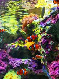 Sunshine Aquarium such a miracle!
