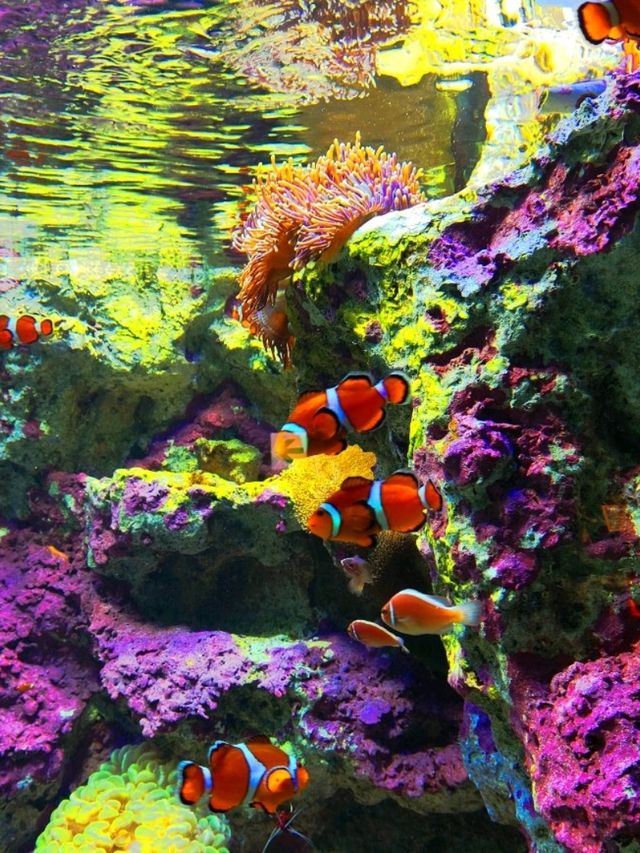 Sunshine Aquarium such a miracle!