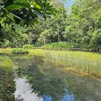MacRitchie Reservoir & TreeTop Walk