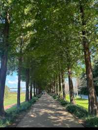 【四季で表情を変える絶景並木道🌲】メタセコイア並木で風を感じる旅✨