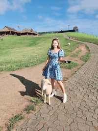 Akha FarmVille ดอยช้าง เชียงราย