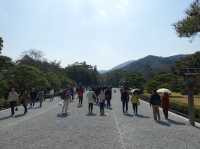 ⛩️ Sacred Stillness in Ise – A Soulful Walk Through Kotai Jingu