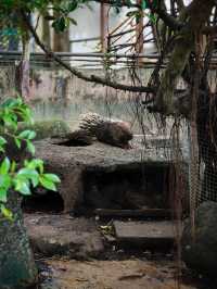 Attractions to visit in Khao Kheow Open Zoo