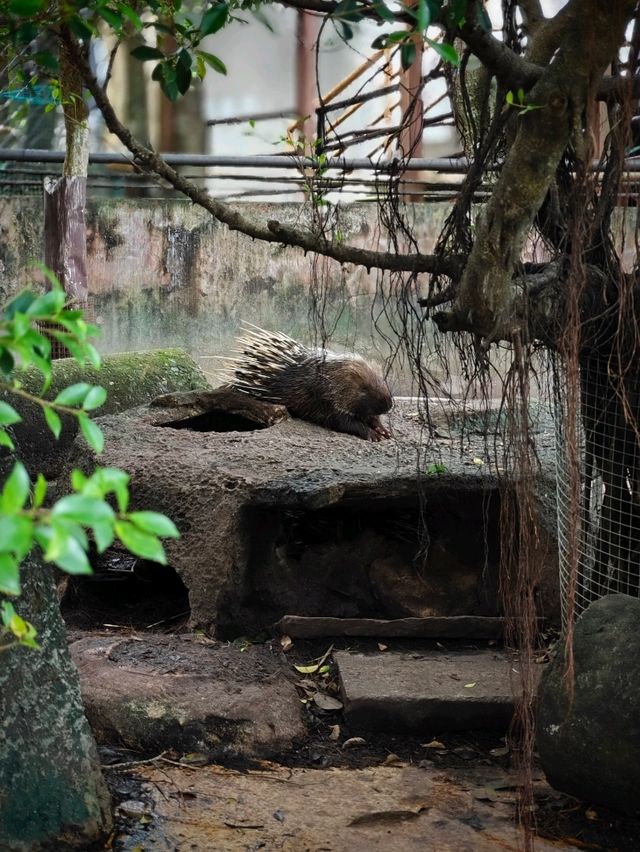 Attractions to visit in Khao Kheow Open Zoo