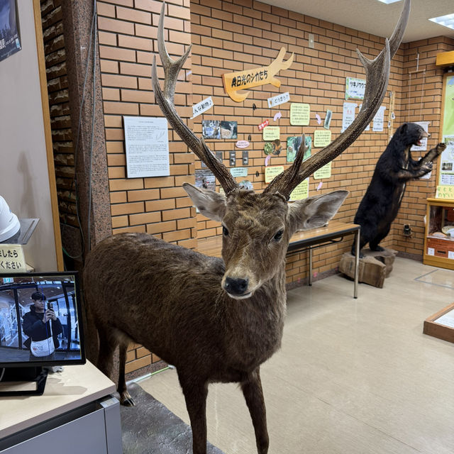 Nikko Natural Science Museum 🌿🔬