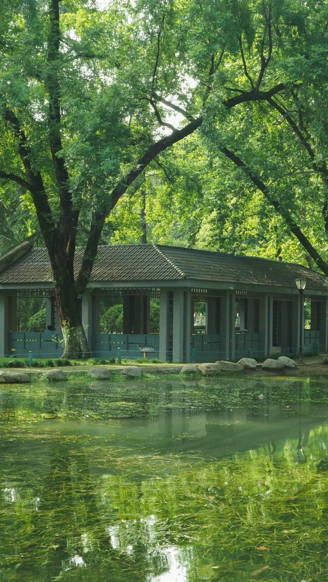 ~東莞人民公園~綠意盎然~