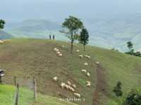 🌿 Akha Farm ดอยช้าง – ฟาร์มแกะสุดอบอุ่น 🐑