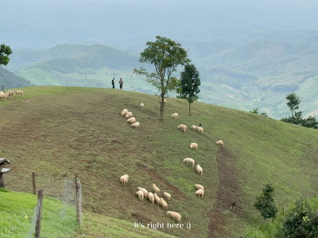 🌿 Akha Farm ดอยช้าง – ฟาร์มแกะสุดอบอุ่น 🐑