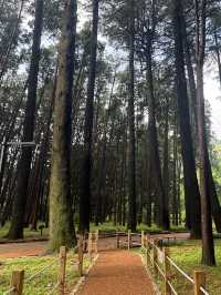 부산 근교 양산에 있는 피톤치드 가득한 산책로🍃