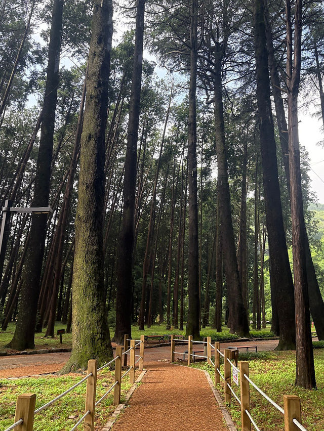 부산 근교 양산에 있는 피톤치드 가득한 산책로🍃