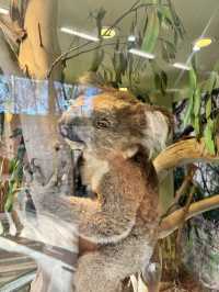 Koala Conservation Reserve